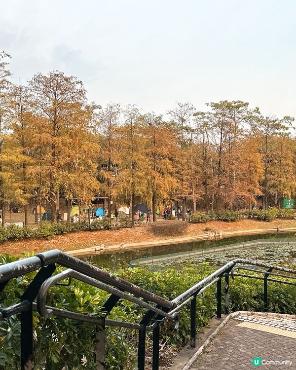 青衣公園落羽松🍁超治癒！