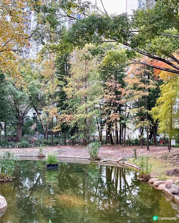 青衣公園落羽松🍁超治癒！