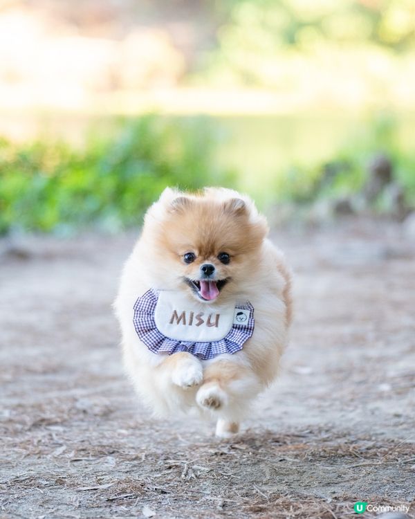 流水響落羽松已轉紅，超岩帶寵物打卡