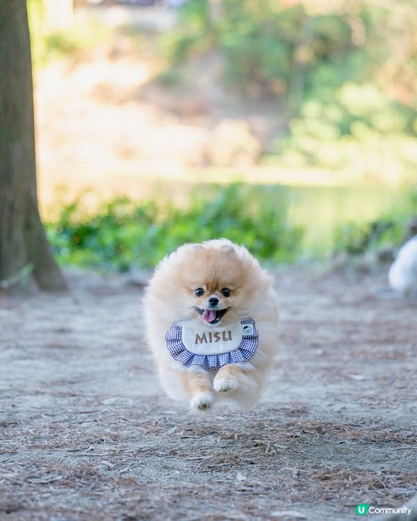 流水響落羽松已轉紅，超岩帶寵物打卡