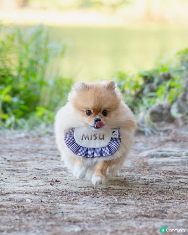 流水響落羽松已轉紅，超岩帶寵物打卡
