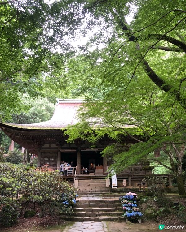 環遊日本🇯🇵｜奈良小眾旅行地日歸攻略🌳