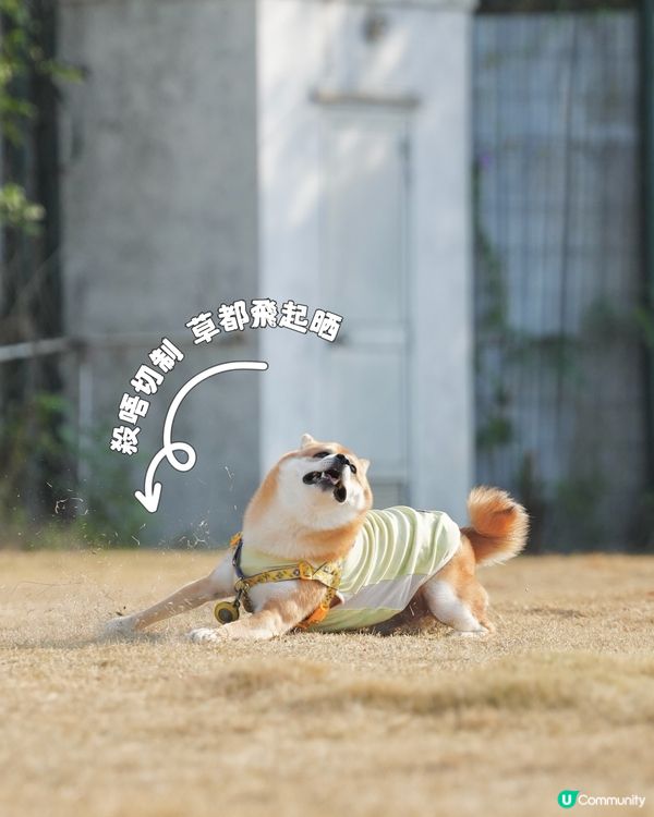 露營適合毛孩👍🏻 有圍攔