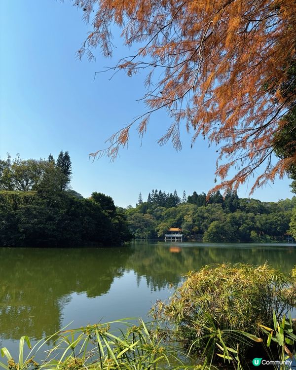 深圳仙湖公園睇紅葉 🍁靚到似幅畫！