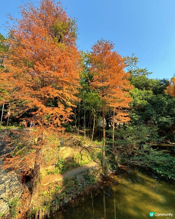 深圳仙湖公園睇紅葉 🍁靚到似幅畫！
