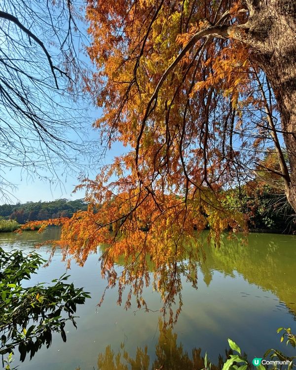 深圳仙湖公園睇紅葉 🍁靚到似幅畫！