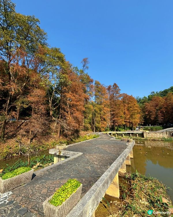 深圳仙湖公園睇紅葉 🍁靚到似幅畫！