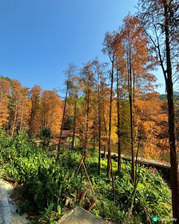 深圳仙湖公園睇紅葉 🍁靚到似幅畫！