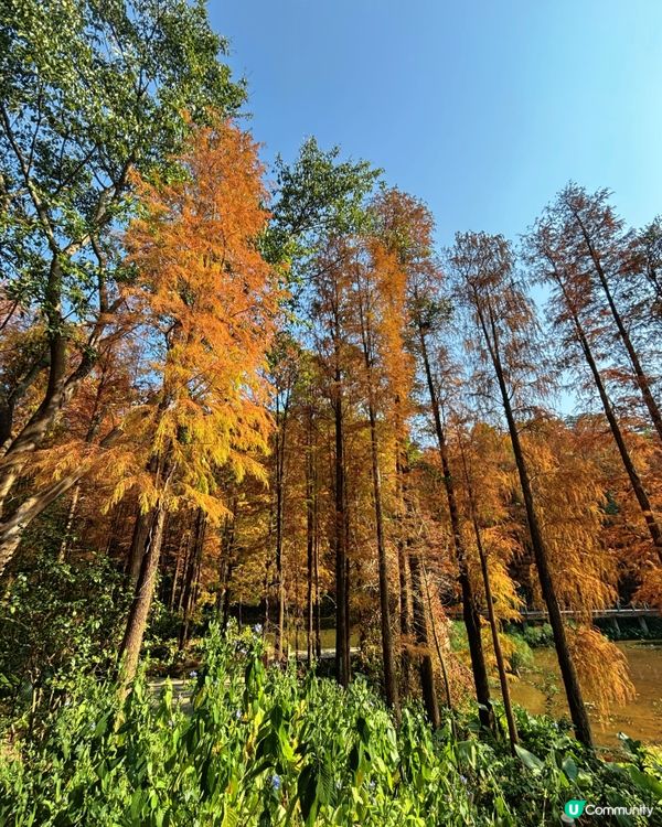 深圳仙湖公園睇紅葉 🍁靚到似幅畫！