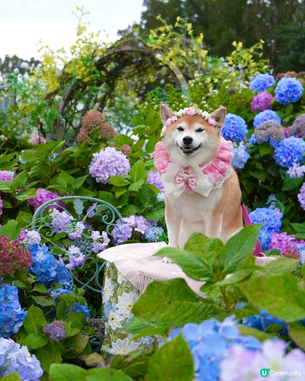 🌺隱世花園My Happiness Garden🌸