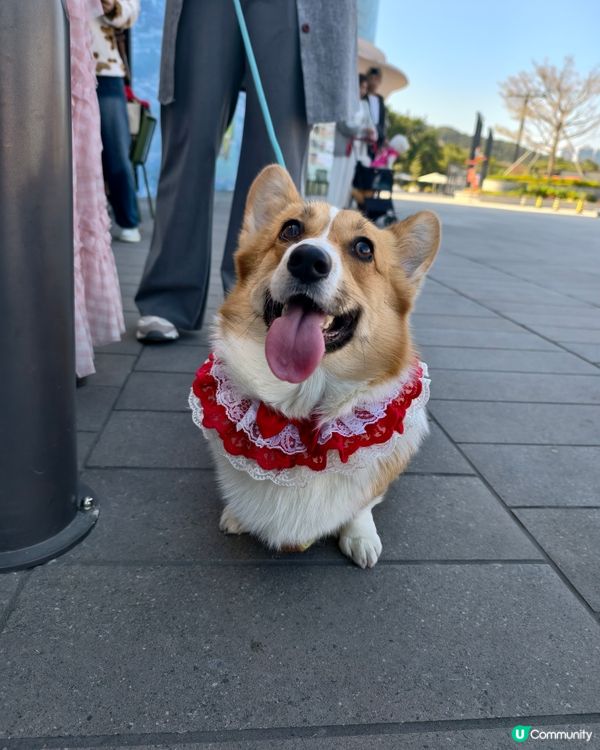 寵物遊樂天堂西沙go park