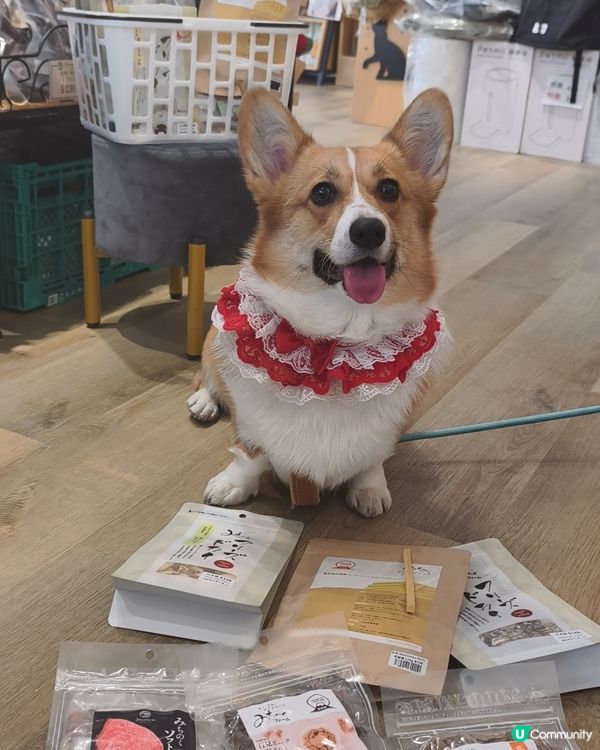 寵物遊樂天堂西沙go park