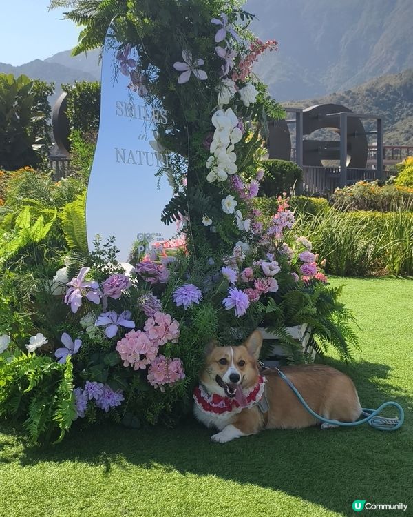 寵物遊樂天堂西沙go park