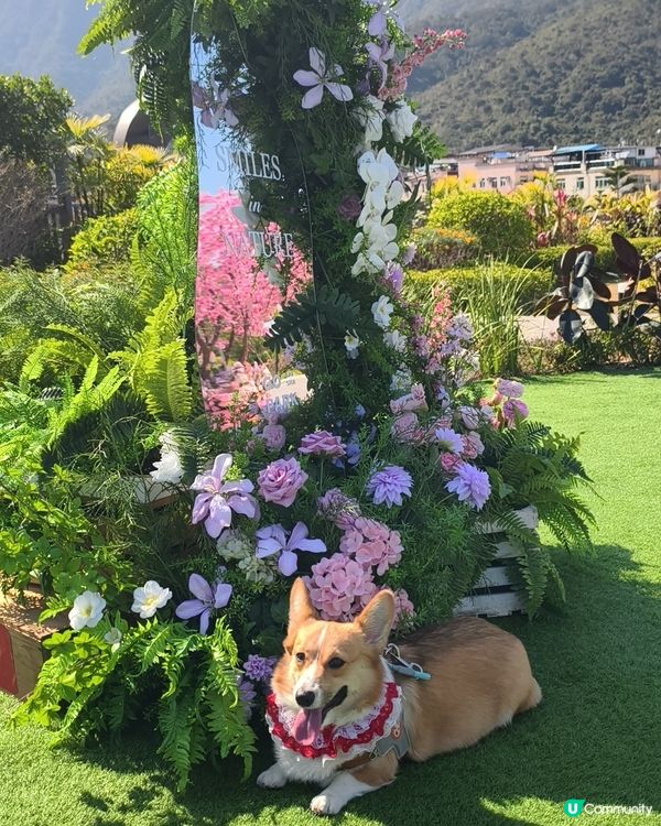 寵物遊樂天堂西沙go park