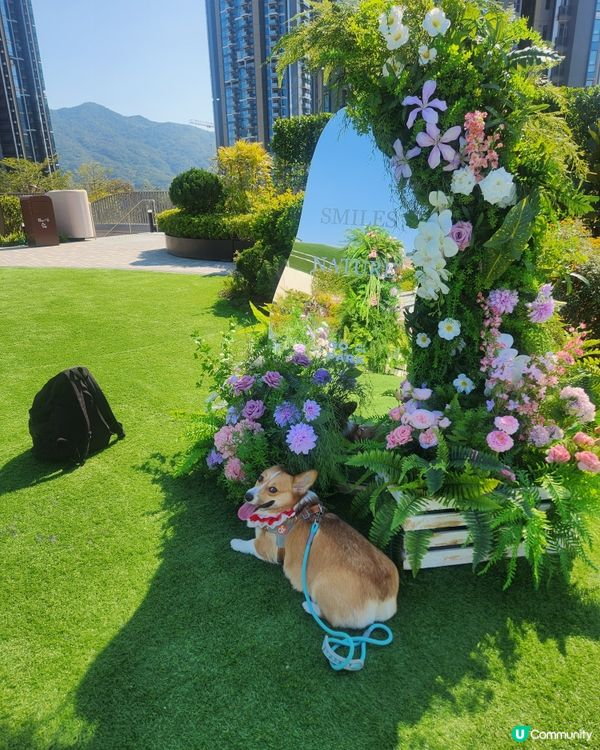 寵物遊樂天堂西沙go park