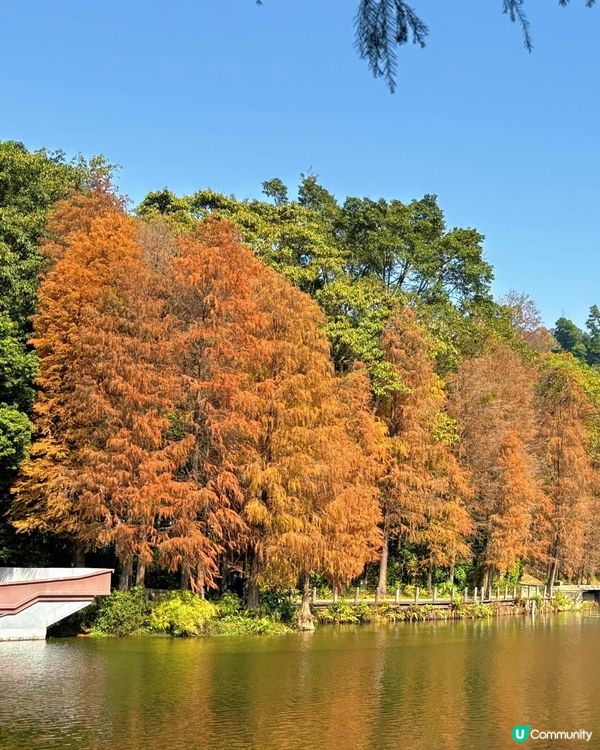 🍁 深圳仙湖公園冬日紅葉油畫般美景 🌳