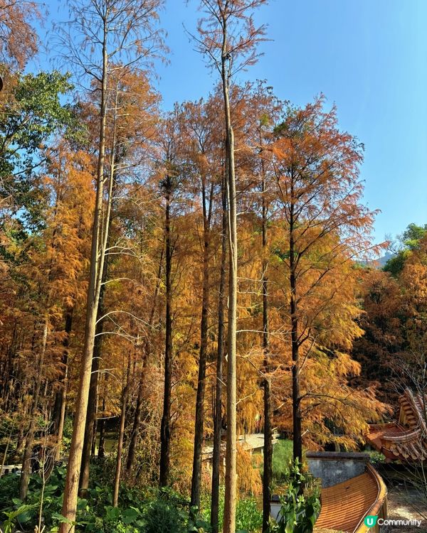 🍁 深圳仙湖公園冬日紅葉油畫般美景 🌳