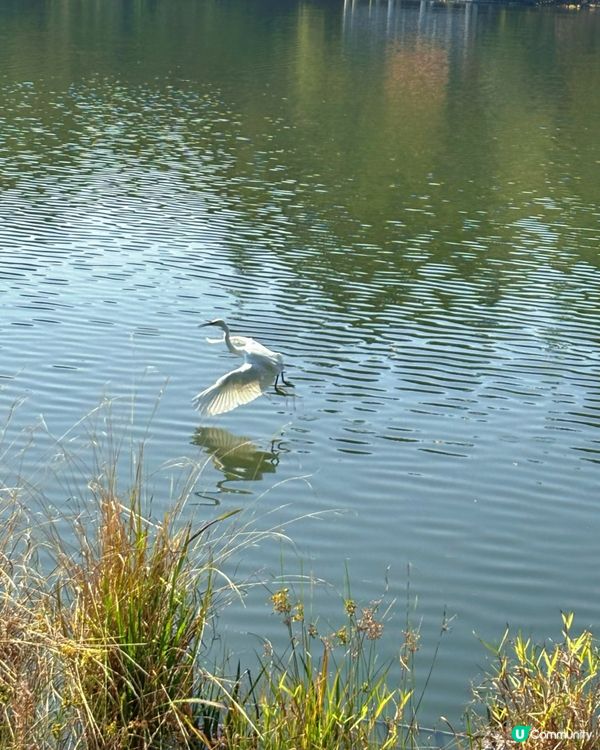🍁 深圳仙湖公園冬日紅葉油畫般美景 🌳