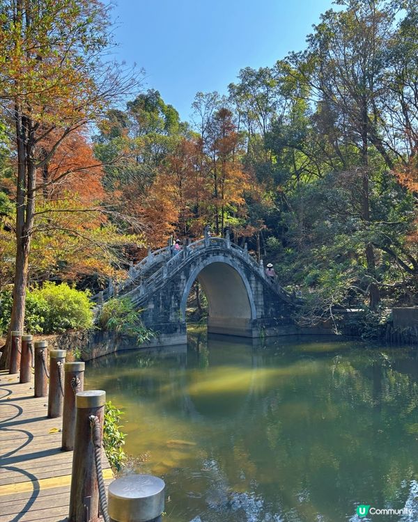 🍁 深圳仙湖公園冬日紅葉油畫般美景 🌳