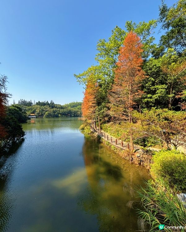 🍁 深圳仙湖公園冬日紅葉油畫般美景 🌳