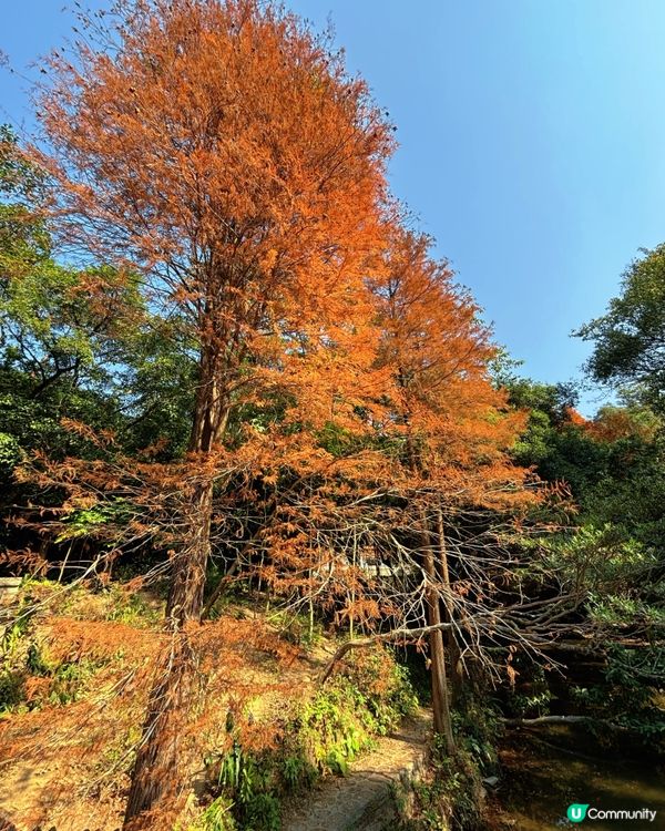 🍁 深圳仙湖公園冬日紅葉油畫般美景 🌳