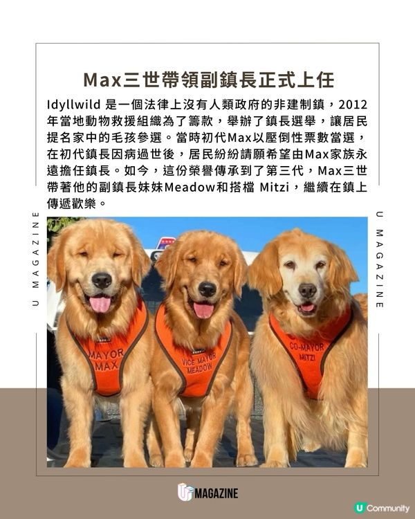 加州超可愛金毛鎮長 Max 執政中！沒有政綱的鎮長登場！