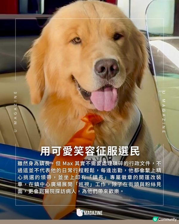 加州超可愛金毛鎮長 Max 執政中！沒有政綱的鎮長登場！