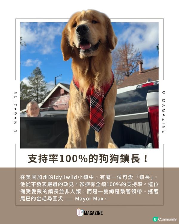 加州超可愛金毛鎮長 Max 執政中！沒有政綱的鎮長登場！