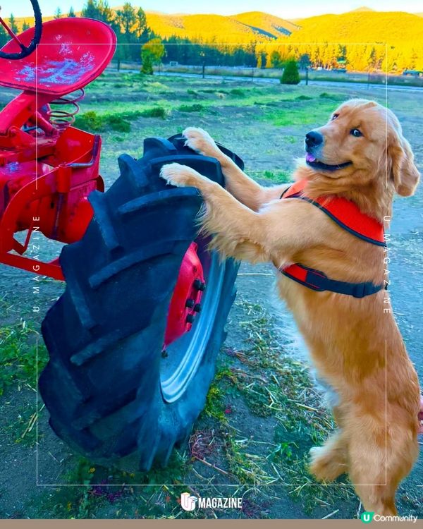 加州超可愛金毛鎮長 Max 執政中！沒有政綱的鎮長登場！