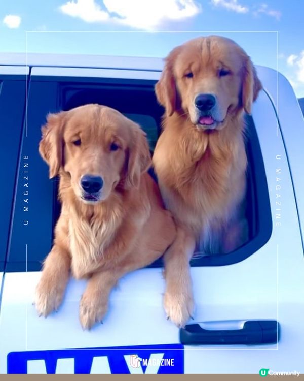 加州超可愛金毛鎮長 Max 執政中！沒有政綱的鎮長登場！