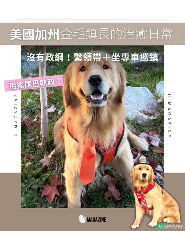 加州超可愛金毛鎮長 Max 執政中！沒有政綱的鎮長登場！