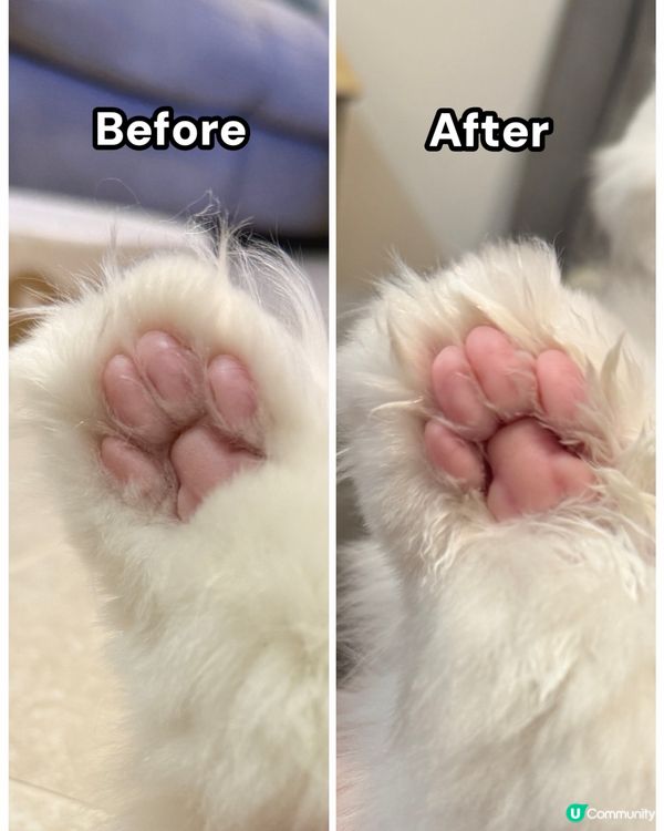 粉嫩肉球秘訣大公開 🐾✨