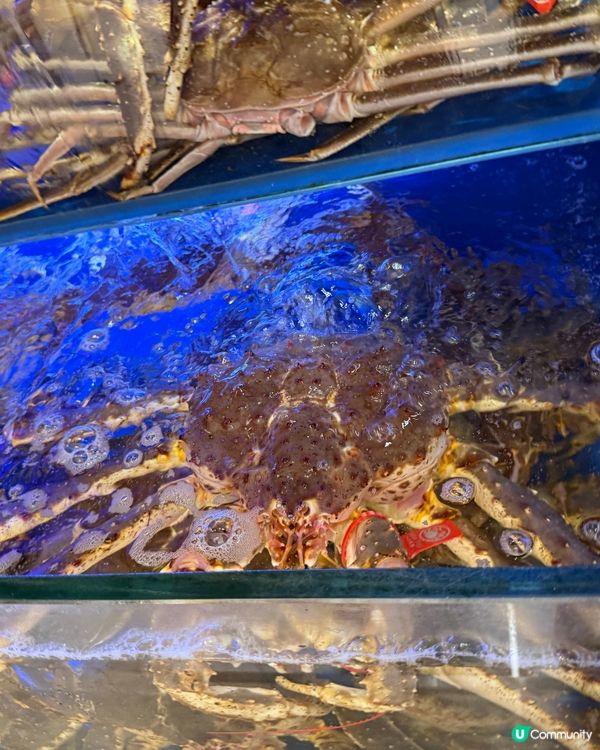 愛蟹之人必去🩷