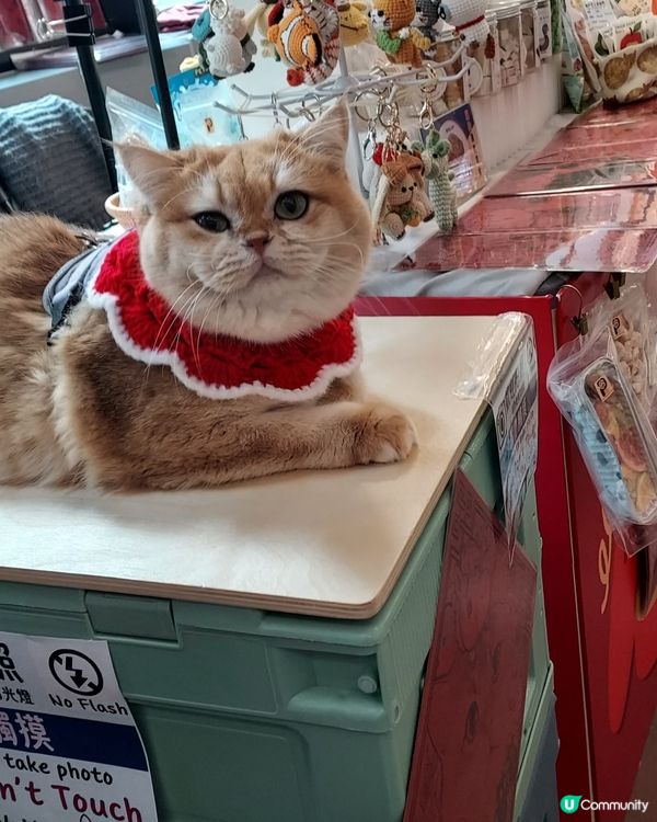 貓店長