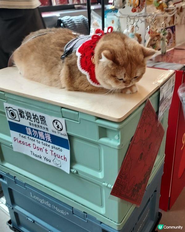 貓店長