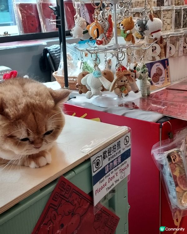 貓店長