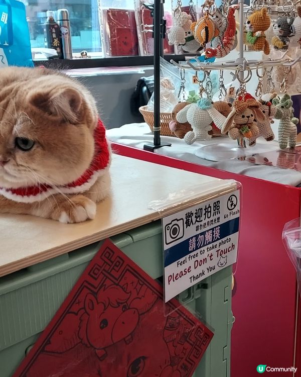 貓店長