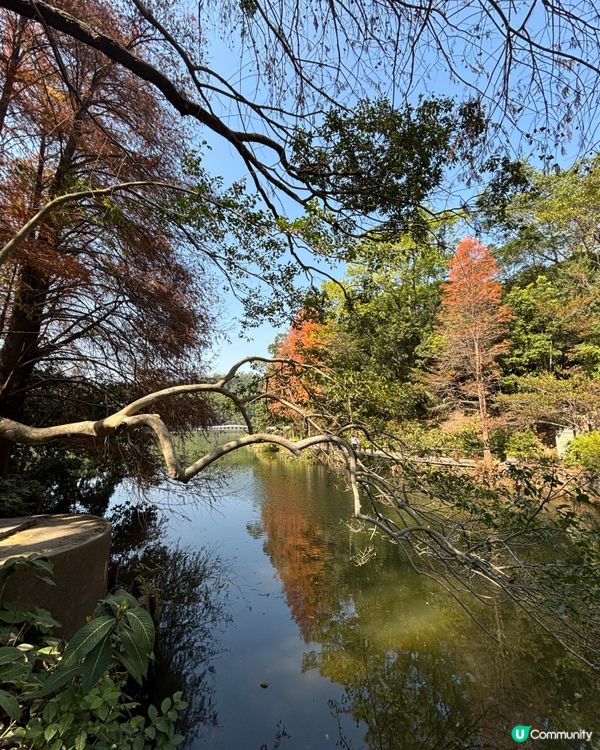 深圳仙湖植物園：紅葉繽紛與仙人掌奇景