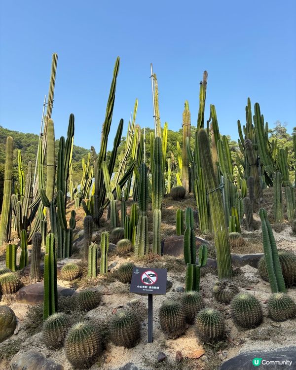 深圳仙湖植物園：紅葉繽紛與仙人掌奇景