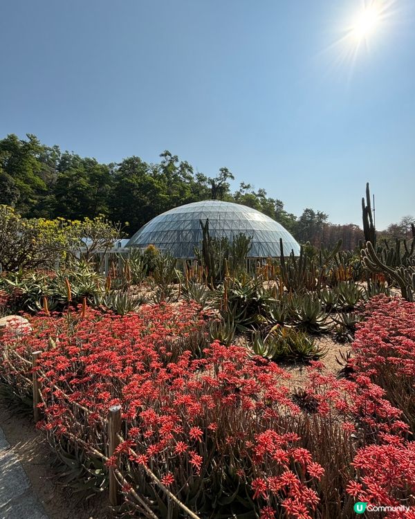 深圳仙湖植物園：紅葉繽紛與仙人掌奇景
