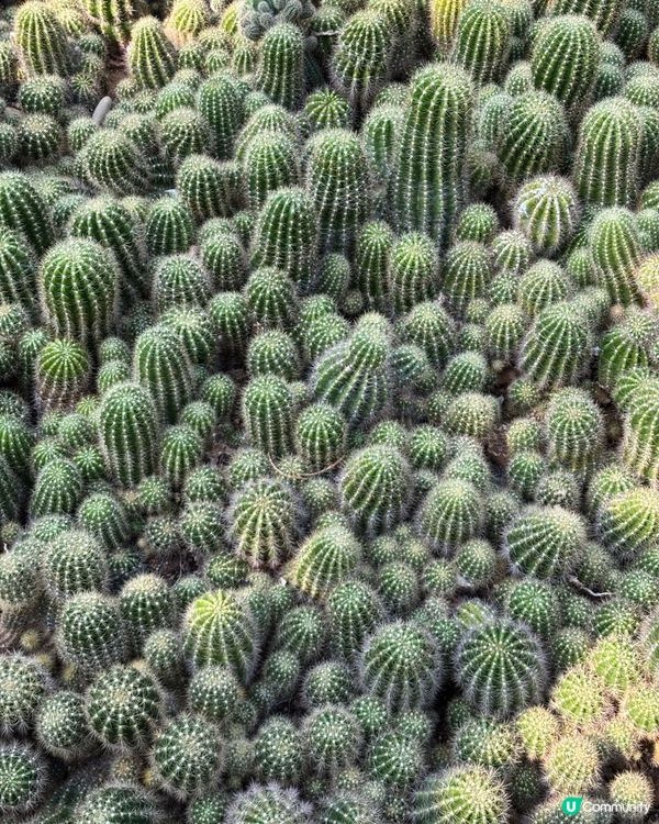 深圳仙湖植物園：紅葉繽紛與仙人掌奇景