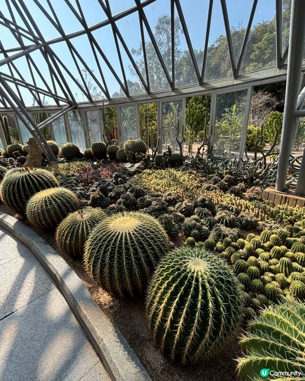 深圳仙湖植物園：紅葉繽紛與仙人掌奇景