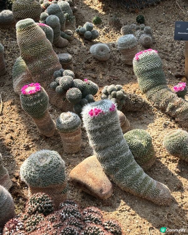 深圳仙湖植物園：紅葉繽紛與仙人掌奇景