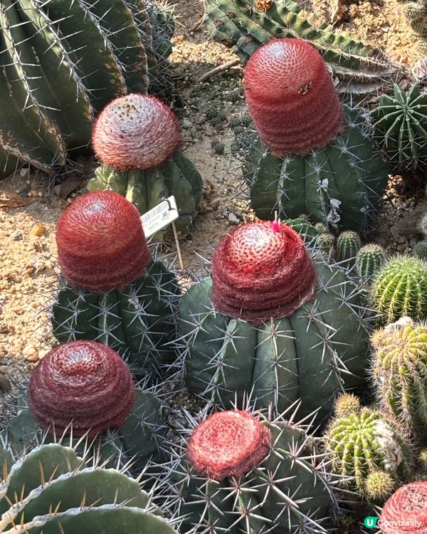 深圳仙湖植物園：紅葉繽紛與仙人掌奇景