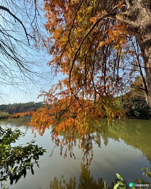 深圳仙湖植物園：紅葉繽紛與仙人掌奇景