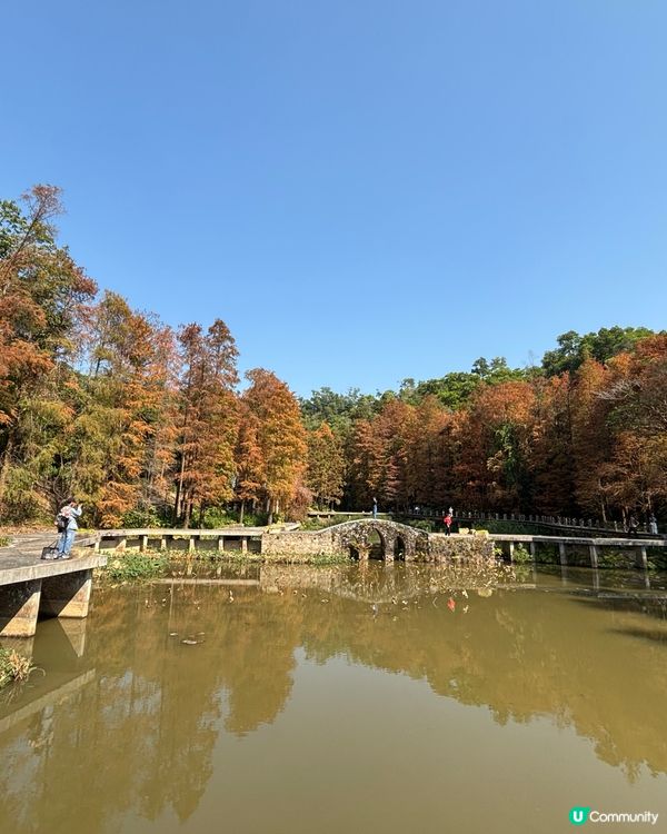 深圳仙湖植物園：紅葉繽紛與仙人掌奇景