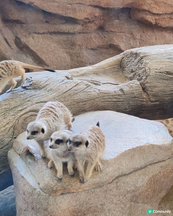海洋公園全攻略！親子樂透天！👨‍👩‍👧‍👦🎢