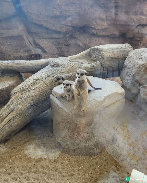 海洋公園全攻略！親子樂透天！👨‍👩‍👧‍👦🎢