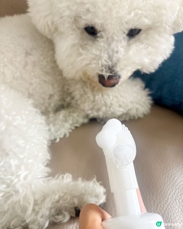 🐾 污糟糟小狗必備 腳仔SPA泡泡 清潔滋潤一步搞掂✨