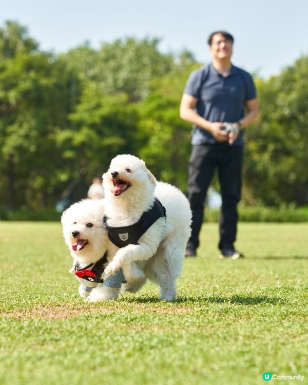 西九打卡！🐶 狗狗放電好地方